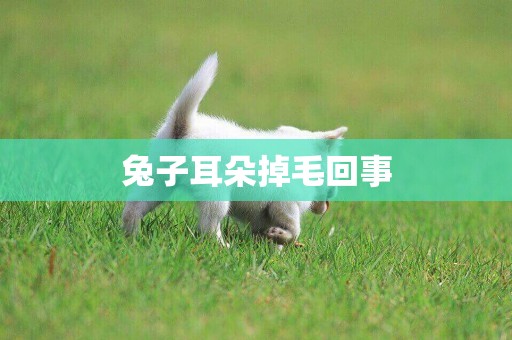 兔子耳朵掉毛回事