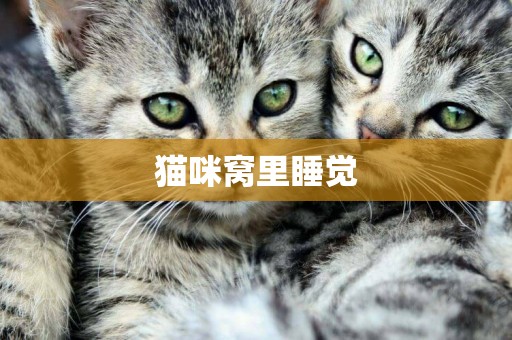 貓咪窩里睡覺