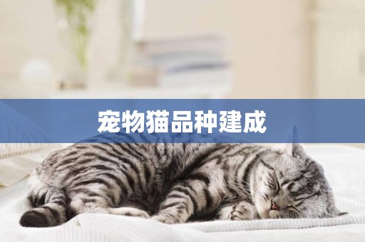 寵物貓品種建成