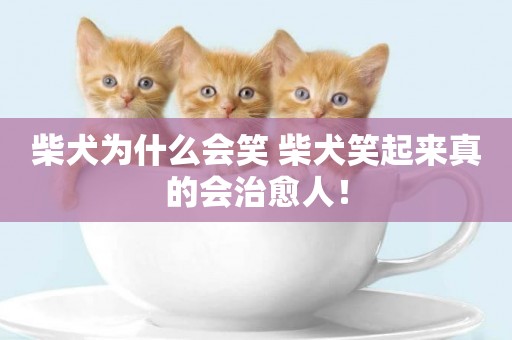 柴犬為什么會笑 柴犬笑起來真的會治愈人！