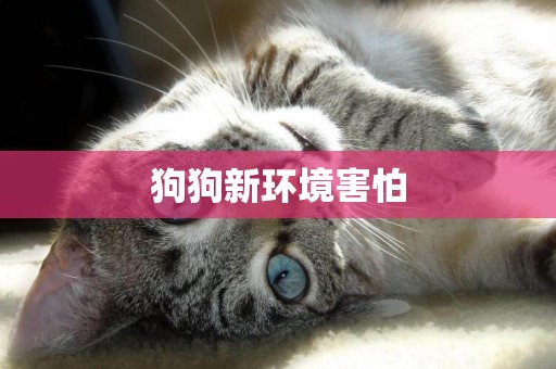 狗狗新環境害怕
