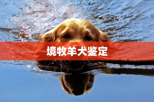 境牧羊犬鑒定