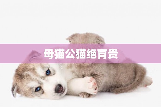 母貓公貓絕育貴