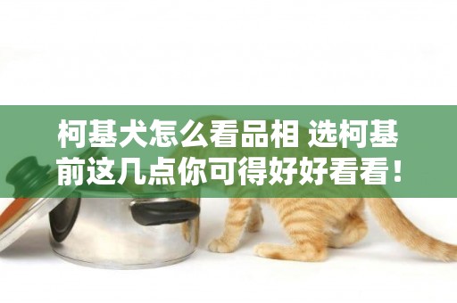 柯基犬怎么看品相 選柯基前這幾點你可得好好看看！