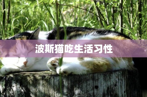 波斯貓吃生活習性