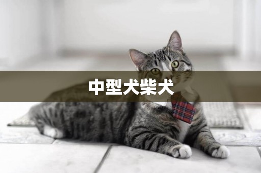 中型犬柴犬