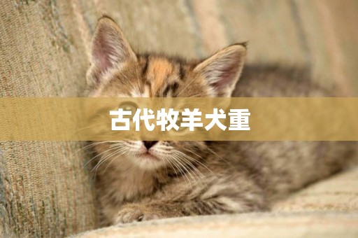 古代牧羊犬重