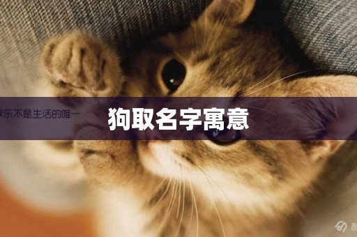 狗取名字寓意