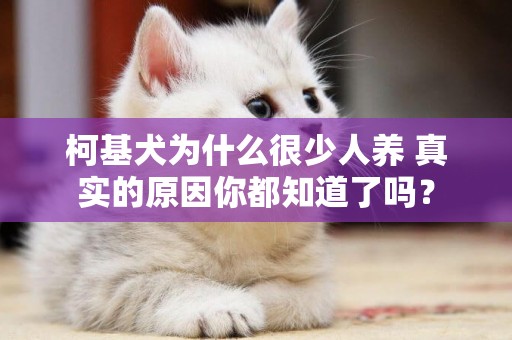 柯基犬為什么很少人養 真實的原因你都知道了嗎？