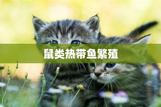鼠類熱帶魚繁殖