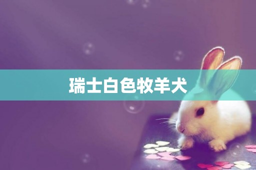 瑞士白色牧羊犬