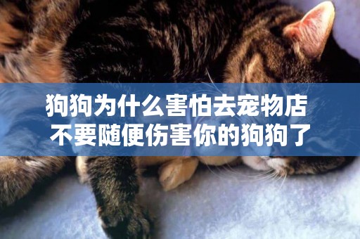 狗狗為什么害怕去寵物店 不要隨便傷害你的狗狗了