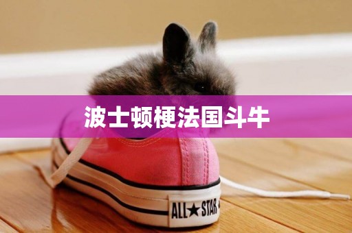 波士頓梗法國斗牛