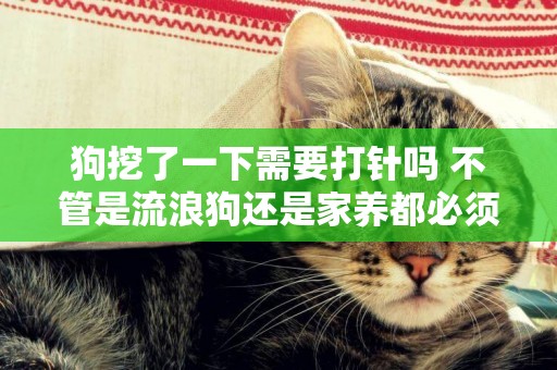 狗挖了一下需要打針嗎 不管是流浪狗還是家養都必須要打針