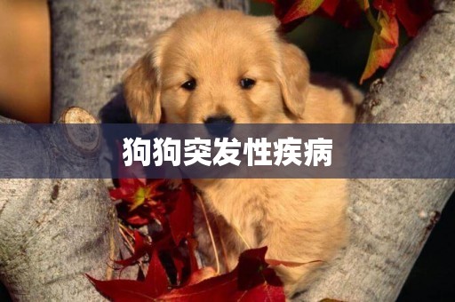 狗狗突發性疾病