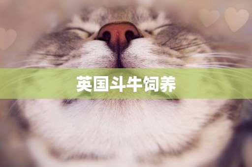 英國斗牛飼養