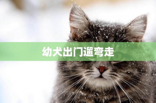 幼犬出門遛彎走