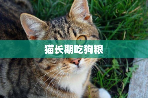 貓長期吃狗糧