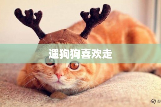 遛狗狗喜歡走
