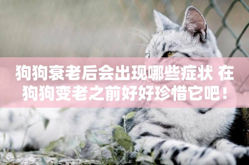 狗狗衰老后會出現哪些癥狀 在狗狗變老之前好好珍惜它吧！