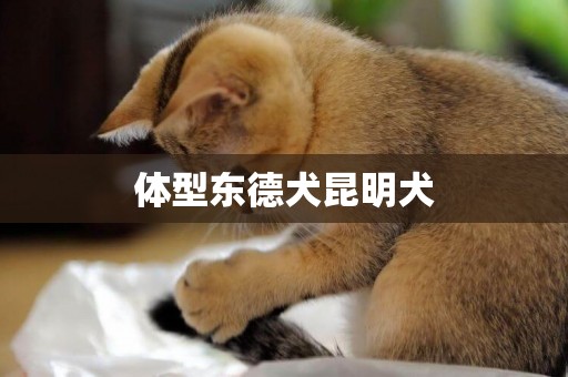 體型東德犬昆明犬