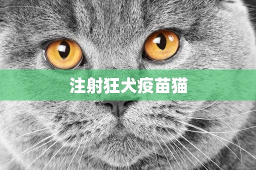注射狂犬疫苗貓