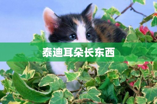泰迪耳朵長東西