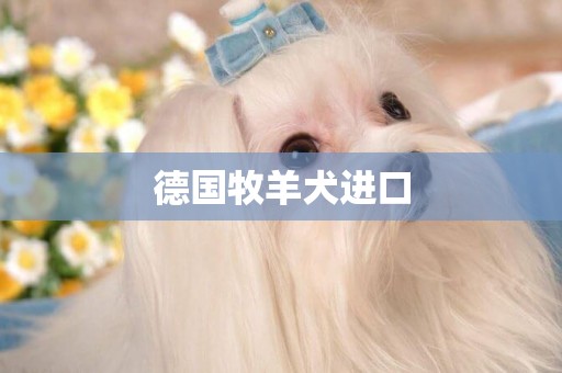 德國牧羊犬進口