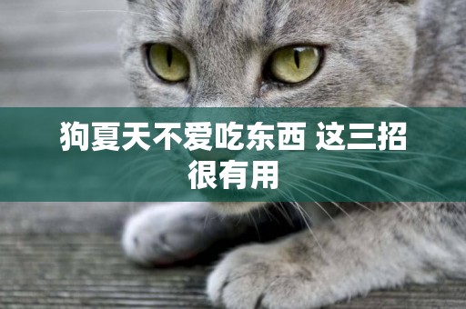 狗夏天不愛吃東西 這三招很有用
