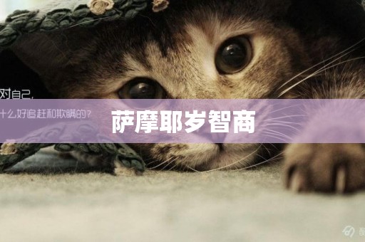 薩摩耶歲智商