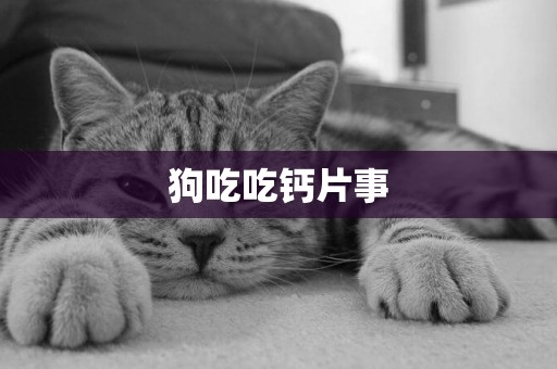 狗吃吃鈣片事