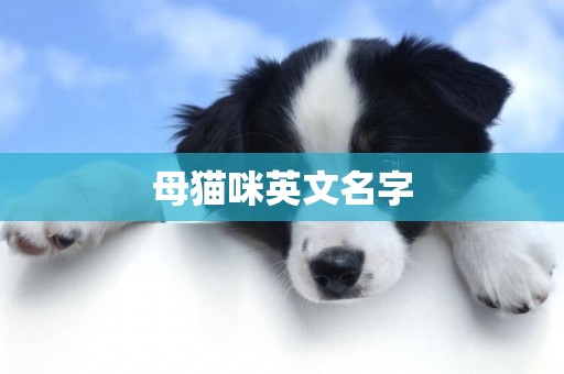 母貓咪英文名字