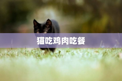 貓吃雞肉吃餐
