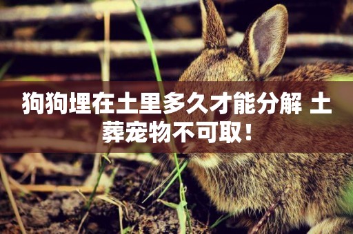 狗狗埋在土里多久才能分解 土葬寵物不可取！
