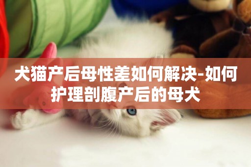 犬貓產后母性差如何解決-如何護理剖腹產后的母犬