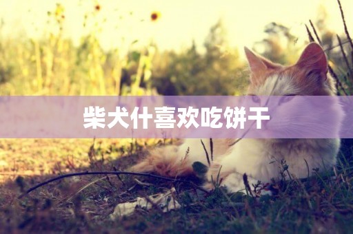 柴犬什喜歡吃餅干