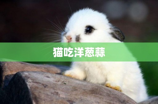 貓吃洋蔥蒜