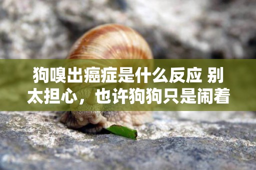 狗嗅出癌癥是什么反應 別太擔心，也許狗狗只是鬧著玩