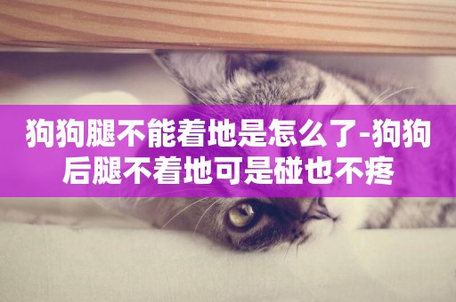 狗狗腿不能著地是怎么了-狗狗后腿不著地可是碰也不疼