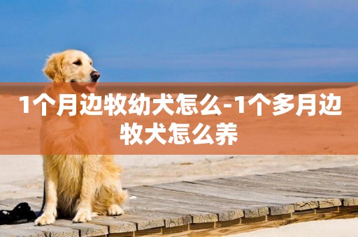 1個月邊牧幼犬怎么-1個多月邊牧犬怎么養