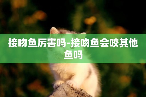接吻魚厲害嗎-接吻魚會咬其他魚嗎