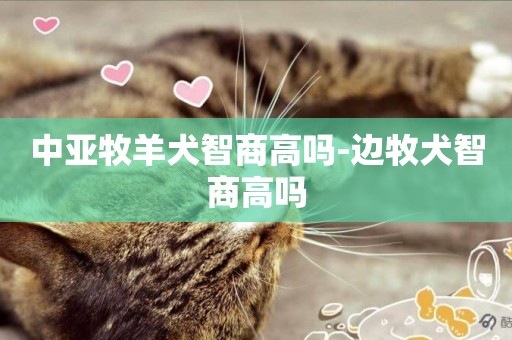 中亞牧羊犬智商高嗎-邊牧犬智商高嗎