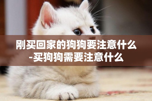 剛買回家的狗狗要注意什么-買狗狗需要注意什么