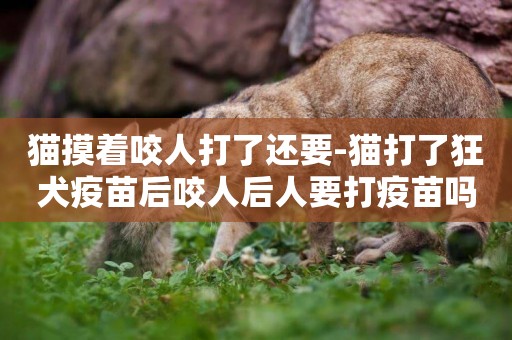 貓摸著咬人打了還要-貓打了狂犬疫苗后咬人后人要打疫苗嗎