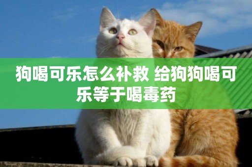 狗喝可樂怎么補救 給狗狗喝可樂等于喝毒藥