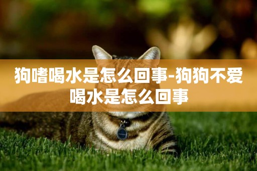 狗嗜喝水是怎么回事-狗狗不愛喝水是怎么回事