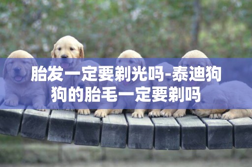 胎發一定要剃光嗎-泰迪狗狗的胎毛一定要剃嗎