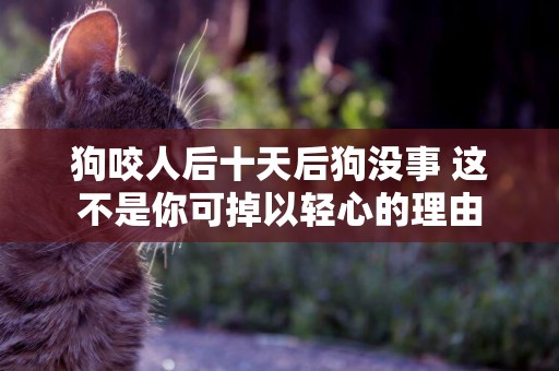 狗咬人后十天后狗沒事 這不是你可掉以輕心的理由