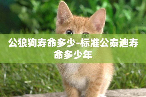 公狼狗壽命多少-標準公泰迪壽命多少年