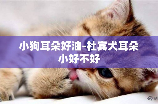 小狗耳朵好油-杜賓犬耳朵小好不好